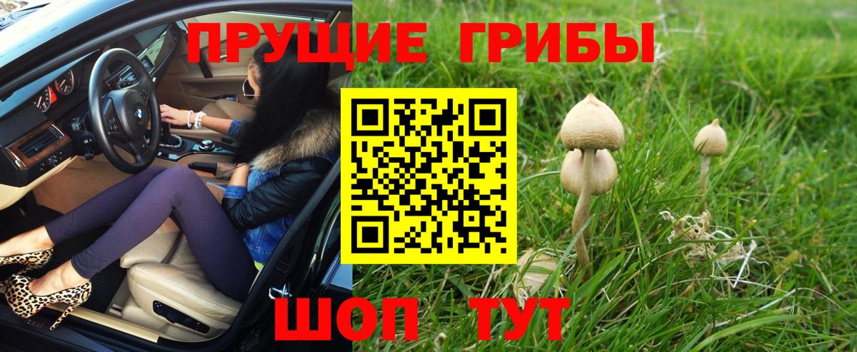 Псилоцибиновые грибы Cubensis Майский